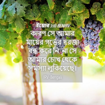 Picture 04 - ইয়োব 3:10 BENIRV - কারণ সে আমার - Bible Verse Picture