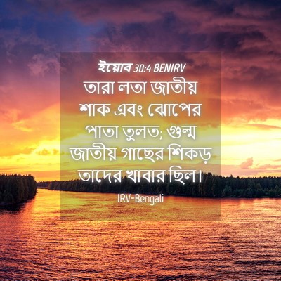 Picture 04 - ইয়োব 30:4 BENIRV - তারা লতা জাতীয় - Bible Verse Picture