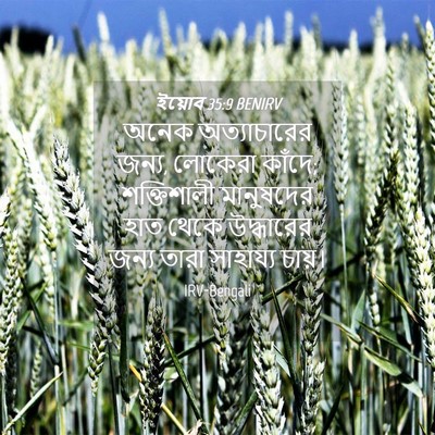 Picture 04 - ইয়োব 35:9 BENIRV - অনেক অত্যাচারের - Bible Verse Picture