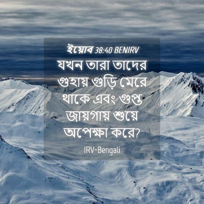 Picture 04 - ইয়োব 38:40 BENIRV - যখন তারা তাদের - Bible Verse Picture
