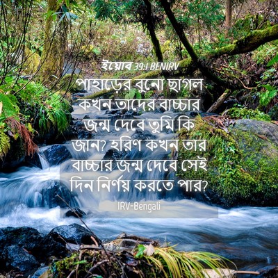 Picture 04 - ইয়োব 39:1 BENIRV - পাহাড়ের বুনো - Bible Verse Picture