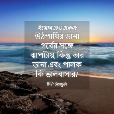 Picture 04 - ইয়োব 39:13 BENIRV - উঠপাখির ডানা - Bible Verse Picture