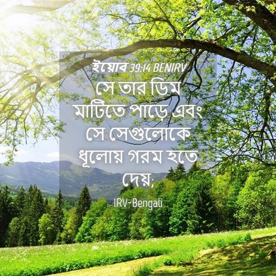 Picture 04 - ইয়োব 39:14 BENIRV - সে তার ডিম মাটিতে - Bible Verse Picture