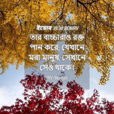 Picture 04 - ইয়োব 39:30 BENIRV - তার বাচ্চারাও - Bible Verse Picture