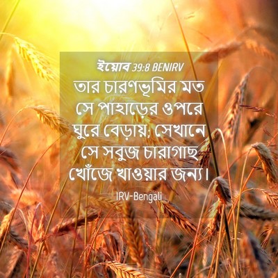 Picture 04 - ইয়োব 39:8 BENIRV - তার চারণভূমির মত - Bible Verse Picture