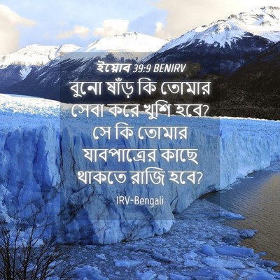 Picture 04 - ইয়োব 39:9 BENIRV - বুনো ষাঁড় কি - Bible Verse Picture
