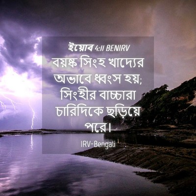 Picture 04 - ইয়োব 4:11 BENIRV - বয়ষ্ক সিংহ - Bible Verse Picture