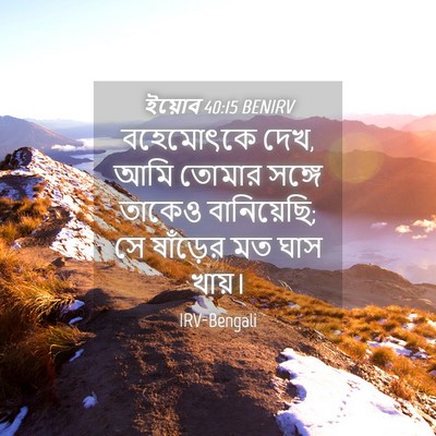 Picture 04 - ইয়োব 40:15 BENIRV - বহেমোৎকে দেখ, আমি - Bible Verse Picture