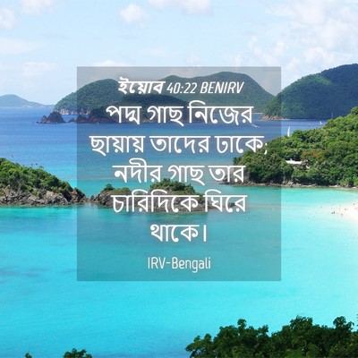 Picture 04 - ইয়োব 40:22 BENIRV - পদ্ম গাছ নিজের - Bible Verse Picture