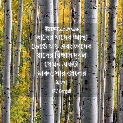 Picture 04 - ইয়োব 8:14 BENIRV - তাদের যাদের আস্থা - Bible Verse Picture
