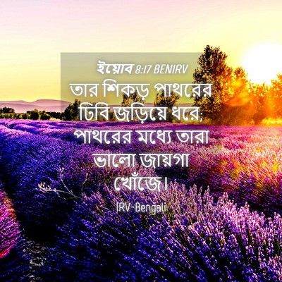 Picture 04 - ইয়োব 8:17 BENIRV - তার শিকড় পাথরের - Bible Verse Picture