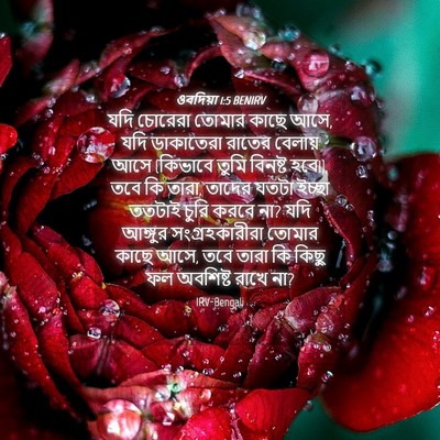 Picture 04 - ওবদিয়া 1:5 BENIRV - যদি চোরেরা তোমার - Bible Verse Picture