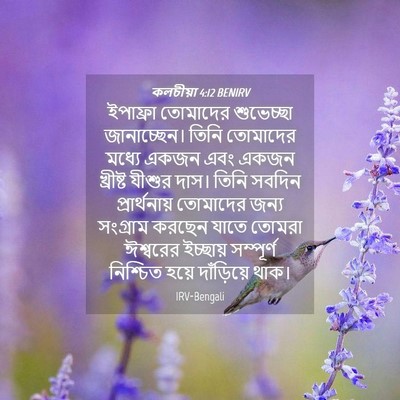 Picture 04 - কলচীয়া 4:12 BENIRV - ইপাফ্রা তোমাদের - Bible Verse Picture