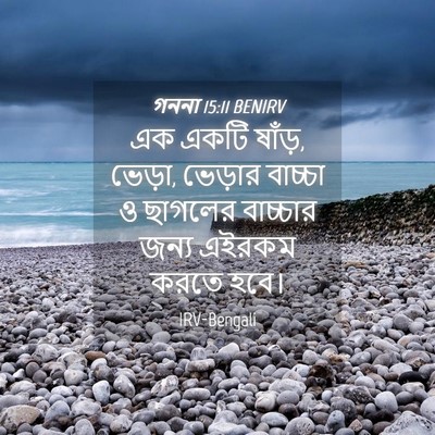 Picture 04 - গননা 15:11 BENIRV - এক একটি ষাঁড়, - Bible Verse Picture