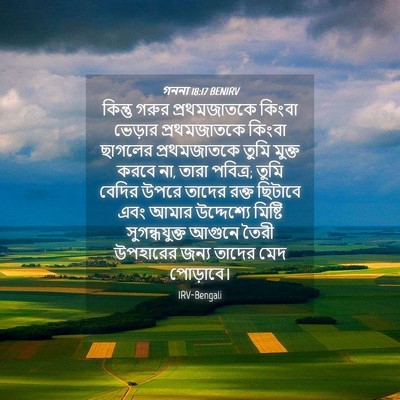 Picture 04 - গননা 18:17 BENIRV - কিন্তু গরুর - Bible Verse Picture