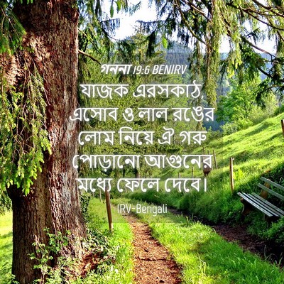 Picture 04 - গননা 19:6 BENIRV - যাজক এরসকাঠ, এসোব ও - Bible Verse Picture