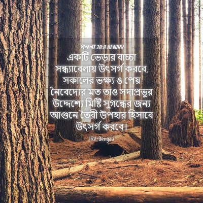 Picture 04 - গননা 28:8 BENIRV - একটি ভেড়ার - Bible Verse Picture