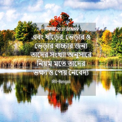 Picture 04 - গননা 29:37 BENIRV - এবং ষাঁড়ের, - Bible Verse Picture