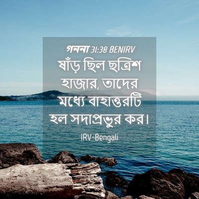 Picture 04 - গননা 31:38 BENIRV - ষাঁড় ছিল ছত্রিশ - Bible Verse Picture
