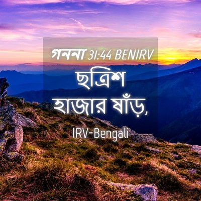 Picture 04 - গননা 31:44 BENIRV - ছত্রিশ হাজার - Bible Verse Picture