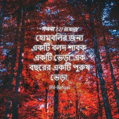 Picture 04 - গননা 7:27 BENIRV - হোমবলির জন্য একটি - Bible Verse Picture