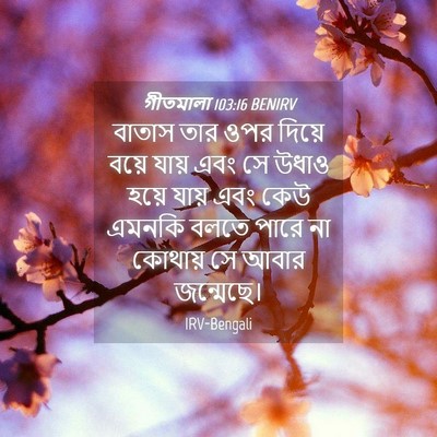 Picture 04 - গীতমালা 103:16 BENIRV - বাতাস তার ওপর - Bible Verse Picture
