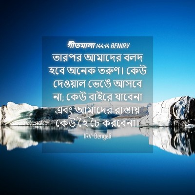 Picture 04 - গীতমালা 144:14 BENIRV - তারপর আমাদের বলদ - Bible Verse Picture