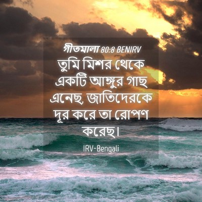 Picture 04 - গীতমালা 80:8 BENIRV - তুমি মিশর থেকে - Bible Verse Picture