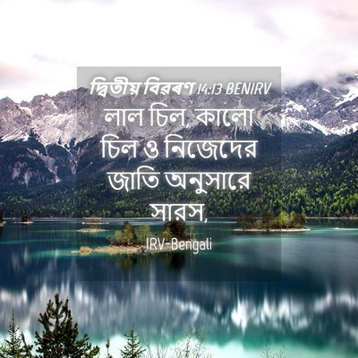 Picture 04 - দ্বিতীয় বিৱৰণ 14:13 BENIRV - লাল চিল, কালো চিল ও - Bible Verse Picture