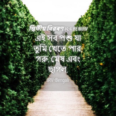 Picture 04 - দ্বিতীয় বিৱৰণ 14:4 BENIRV - এই সব পশু যা তুমি - Bible Verse Picture