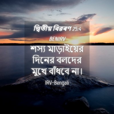 Picture 04 - দ্বিতীয় বিৱৰণ 25:4 BENIRV - শস্য মাড়াইয়ের - Bible Verse Picture