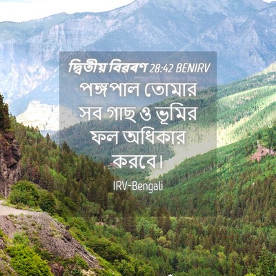 Picture 04 - দ্বিতীয় বিৱৰণ 28:42 BENIRV - পঙ্গপাল তোমার সব - Bible Verse Picture