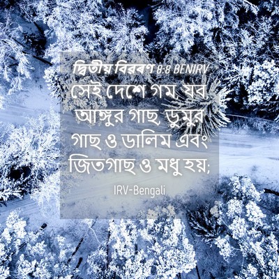 Picture 04 - দ্বিতীয় বিৱৰণ 8:8 BENIRV - সেই দেশে গম, যব, - Bible Verse Picture