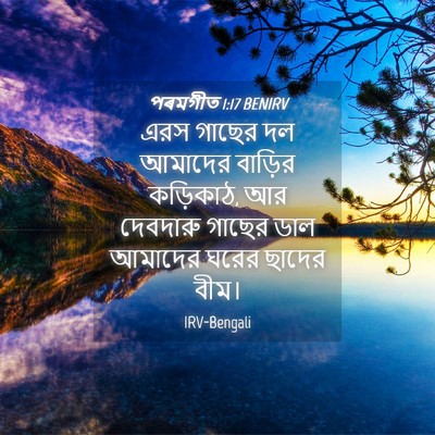 Picture 04 - পৰমগীত 1:17 BENIRV - এরস গাছের দল - Bible Verse Picture