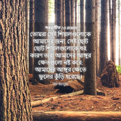 Picture 04 - পৰমগীত 2:15 BENIRV - তোমরা সেই - Bible Verse Picture