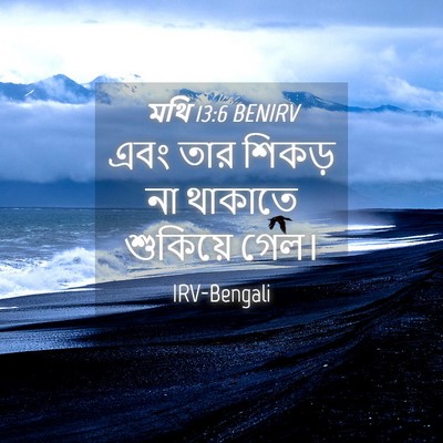 Picture 04 - মথি 13:6 BENIRV - এবং তার শিকড় না - Bible Verse Picture