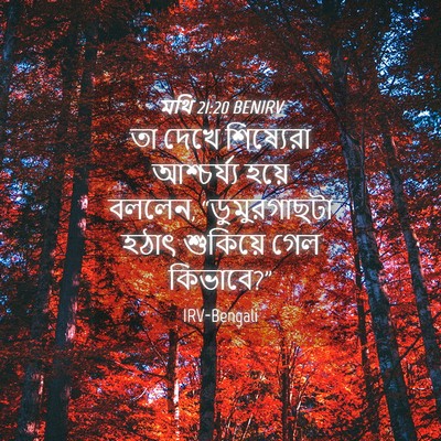 Picture 04 - মথি 21:20 BENIRV - তা দেখে শিষ্যেরা - Bible Verse Picture