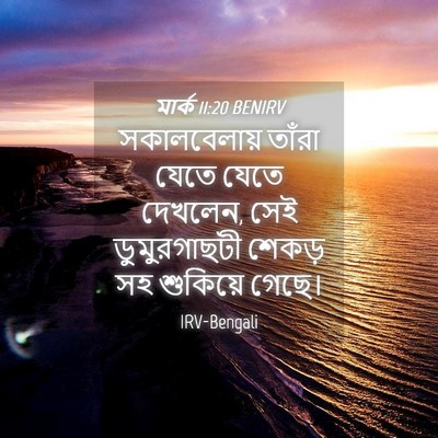Picture 04 - মার্ক 11:20 BENIRV - সকালবেলায় তাঁরা - Bible Verse Picture
