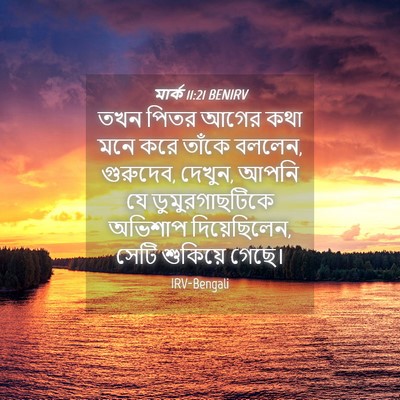 Picture 04 - মার্ক 11:21 BENIRV - তখন পিতর আগের কথা - Bible Verse Picture