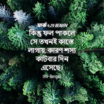 Picture 04 - মার্ক 4:29 BENIRV - কিন্তু ফল পাকলে সে - Bible Verse Picture