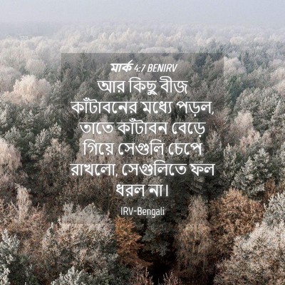 Picture 04 - মার্ক 4:7 BENIRV - আর কিছু বীজ - Bible Verse Picture