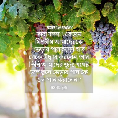 Picture 04 - যাত্ৰা 2:19 BENIRV - তারা বলল, “একজন - Bible Verse Picture