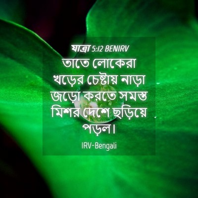 Picture 04 - যাত্ৰা 5:12 BENIRV - তাতে লোকেরা খড়ের - Bible Verse Picture