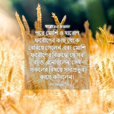 Picture 04 - যাত্ৰা 8:12 BENIRV - পরে মোশি ও হারোণ - Bible Verse Picture