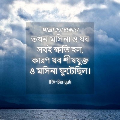 Picture 04 - যাত্ৰা 9:31 BENIRV - তখন মসিনা ও যব সবই - Bible Verse Picture