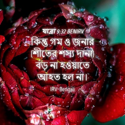 Picture 04 - যাত্ৰা 9:32 BENIRV - কিন্তু গম ও জনার - Bible Verse Picture