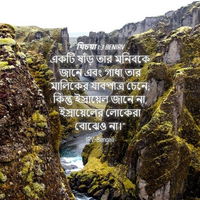 Picture 04 - যিচয়া 1:3 BENIRV - একটি ষাঁড় তার - Bible Verse Picture