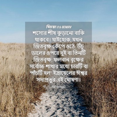 Picture 04 - যিচয়া 17:6 BENIRV - শস্যের শীষ - Bible Verse Picture