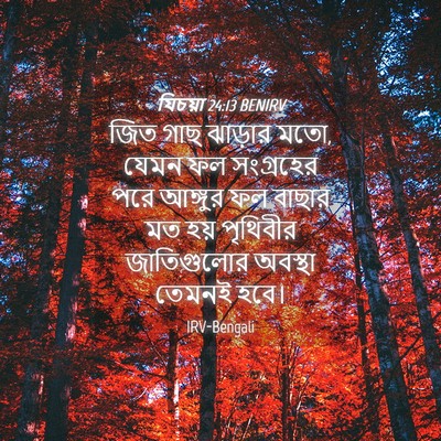 Picture 04 - যিচয়া 24:13 BENIRV - জিত গাছ ঝাড়ার মতো, - Bible Verse Picture