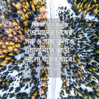 Picture 04 - যিচয়া 30:24 BENIRV - তোমাদের চাষের গরু - Bible Verse Picture